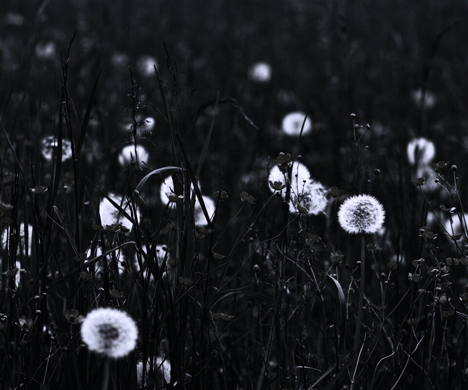 Поле одуванчиков обои