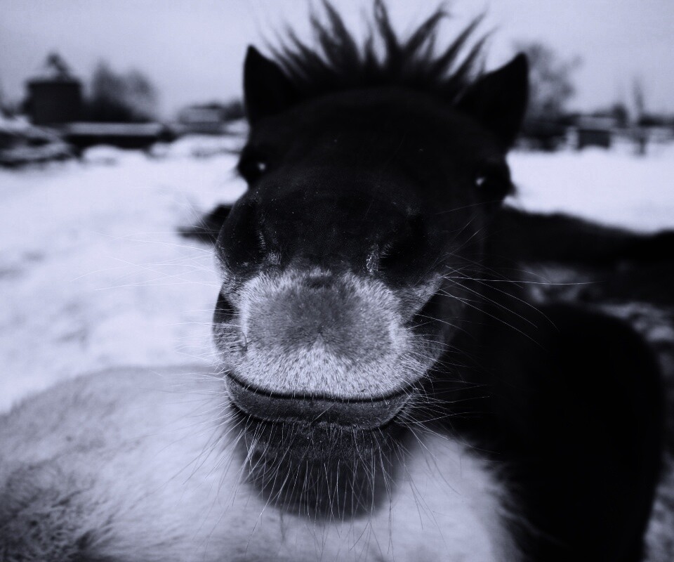 Морда пони обои