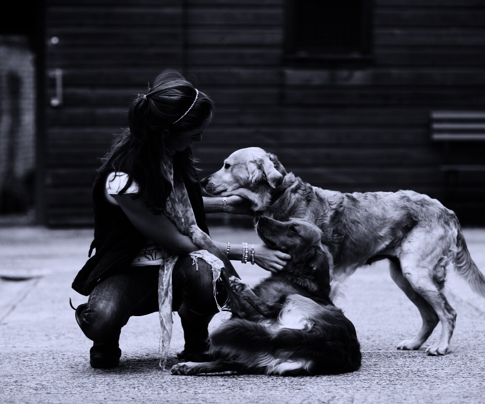 Девушка с собаками обои