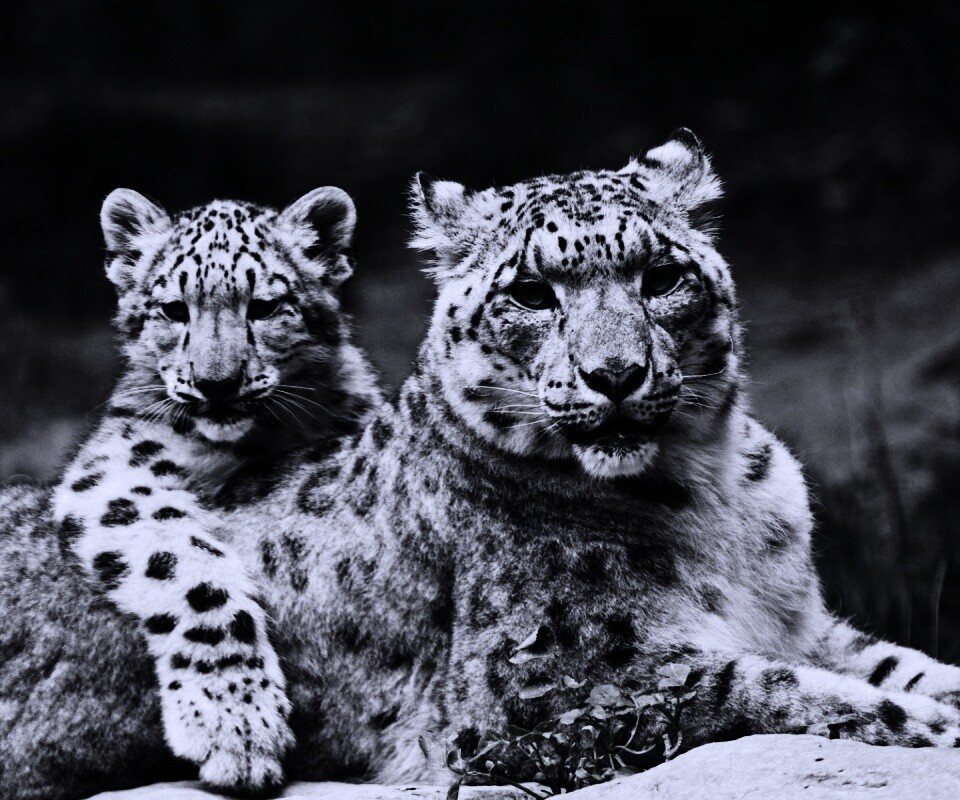 Самка снежного барса с котенком обои