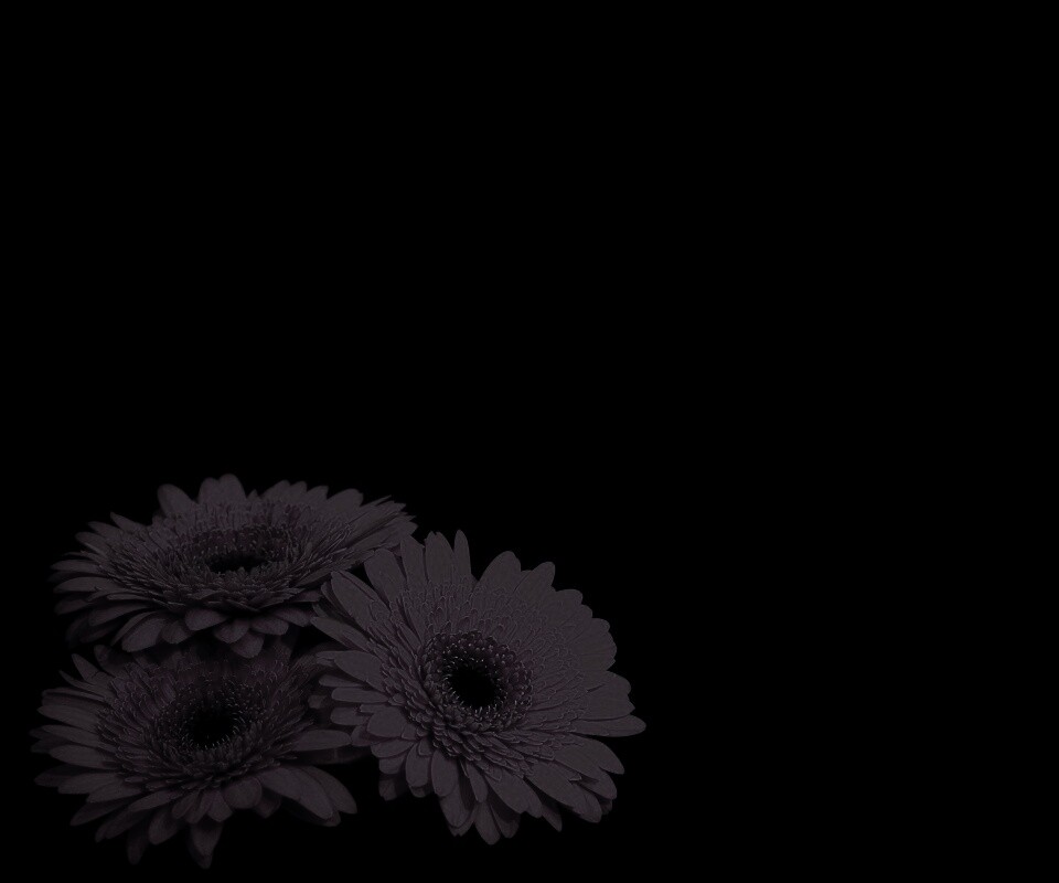 Красные герберы обои