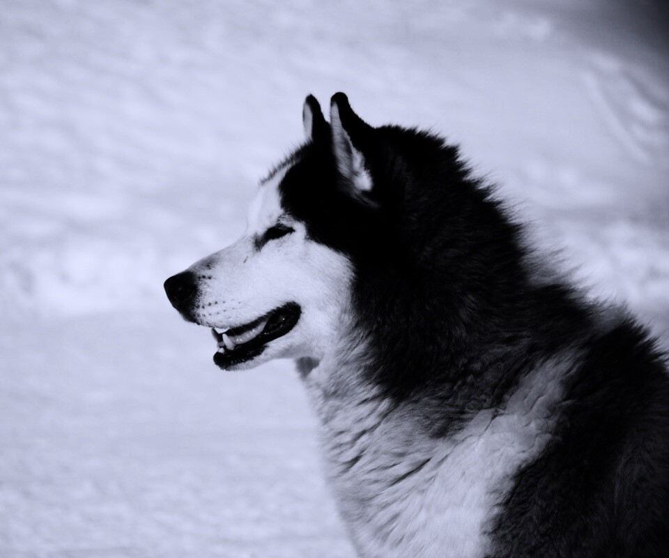 Хаска улыбается обои