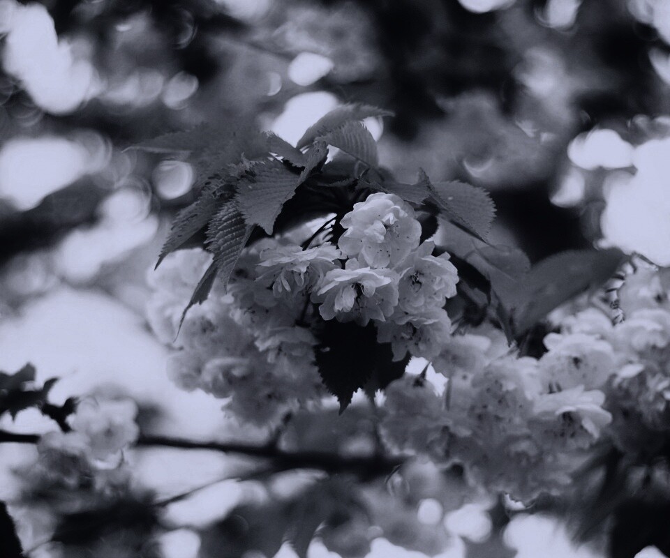 Цветущее дерево обои