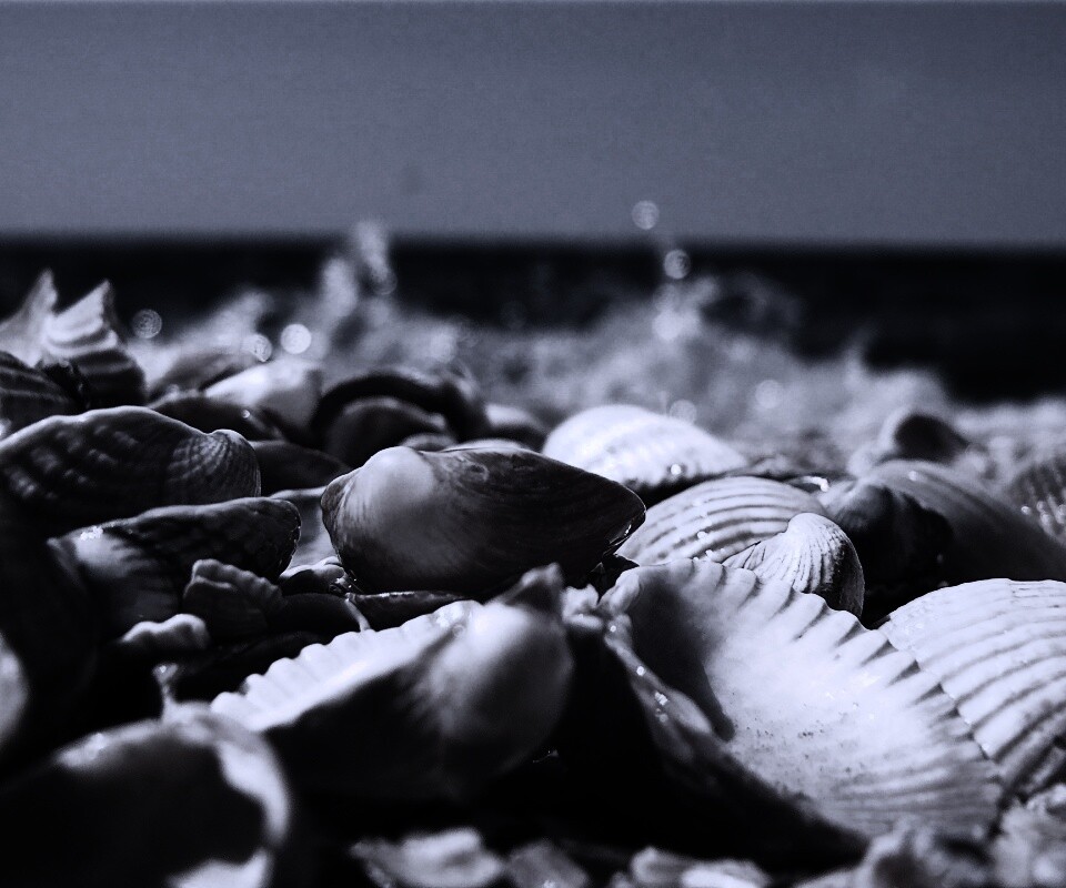 Морские ракушки обои