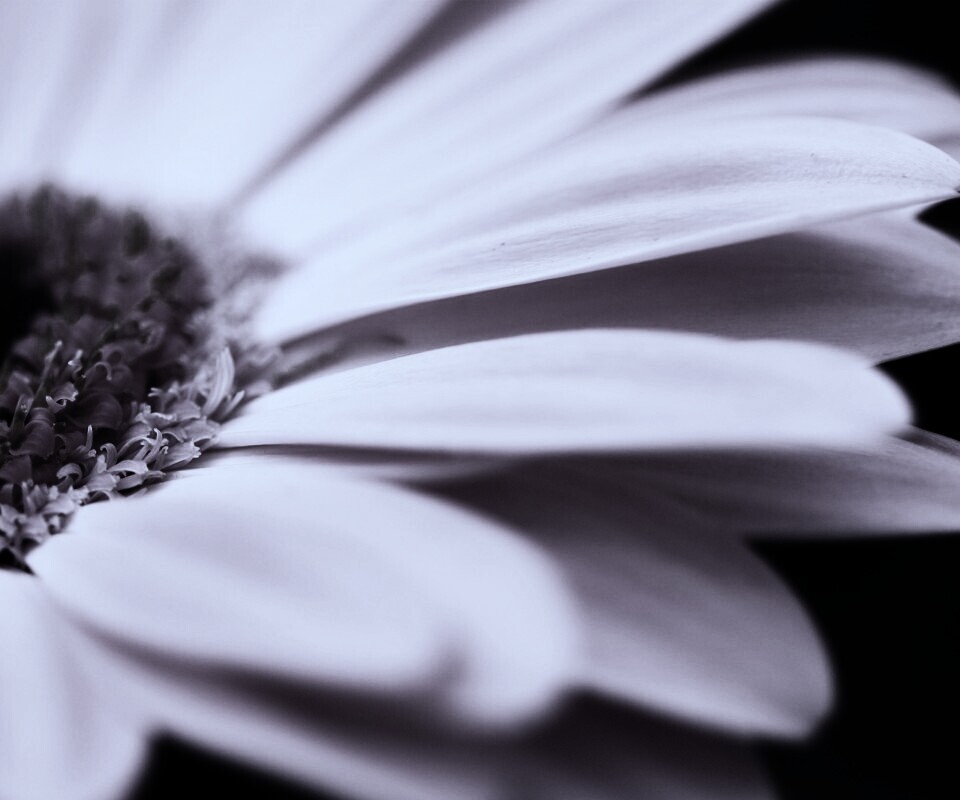 Гербер обои