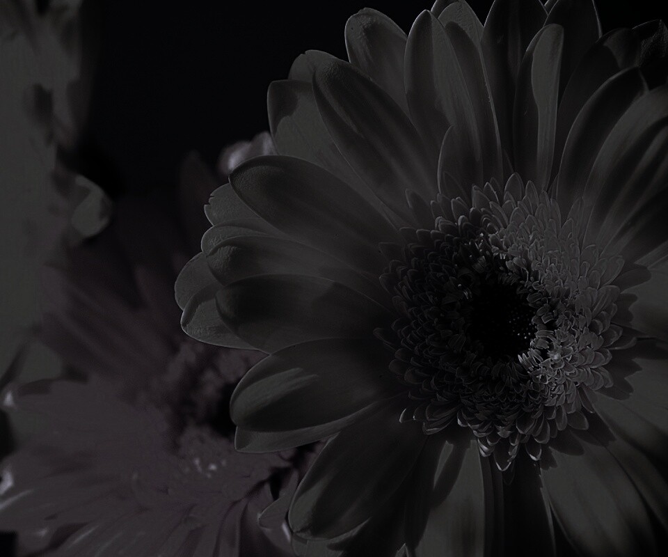 Желтый гербер обои