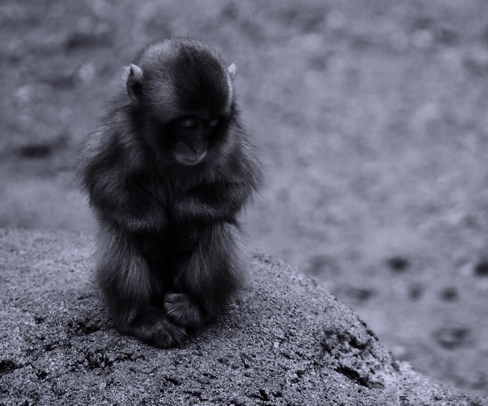 Детеныш обезьяны обои