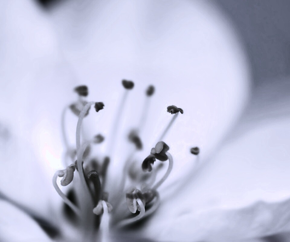 Желтые тычинки обои