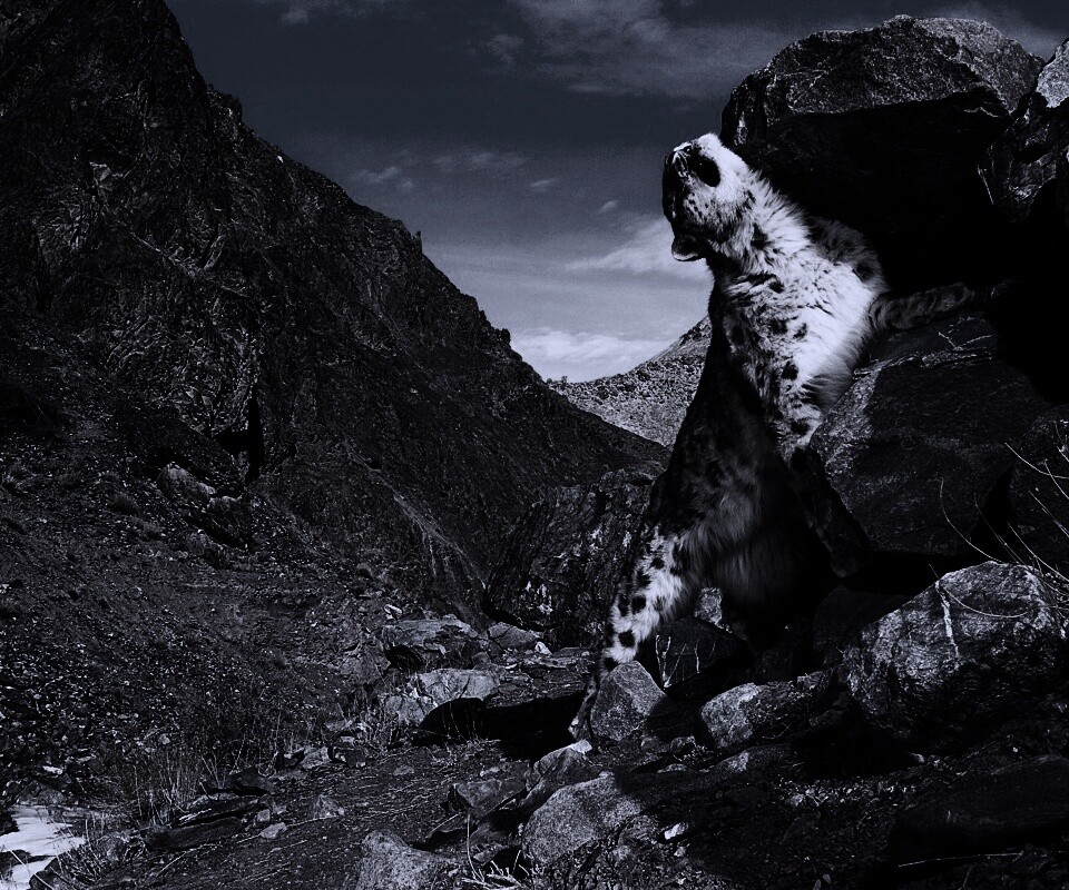 Барс чешется о камни обои