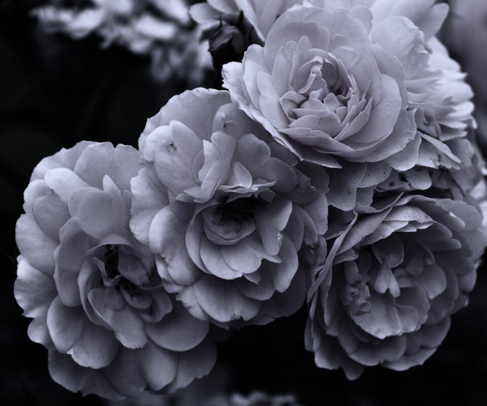 Розовые цветы обои