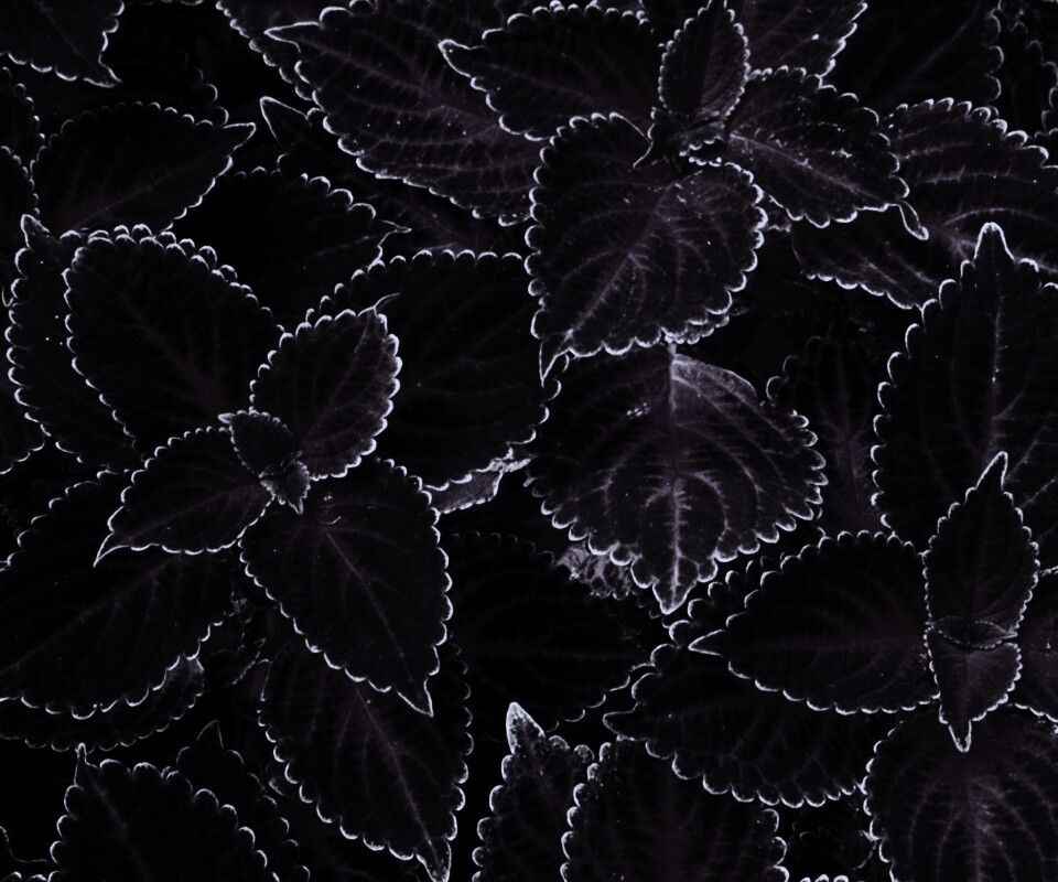 Красные листья обои