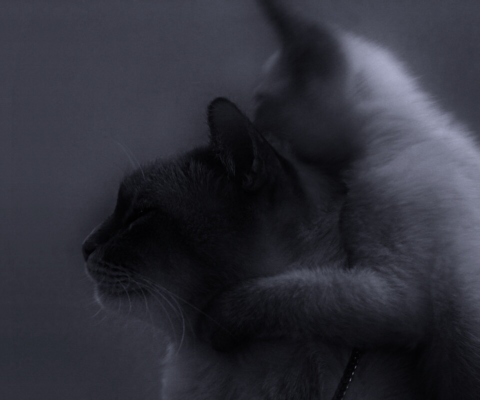 Котёнок обнимает маму обои