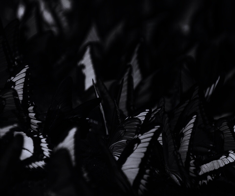 Стая бабочек обои