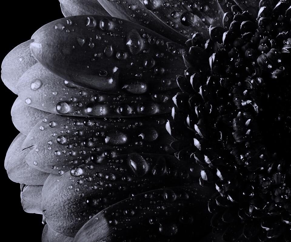 Капли на лепестках гербера обои