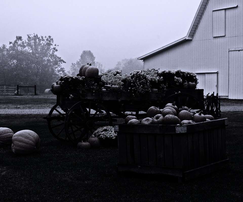 Урожай тыков обои