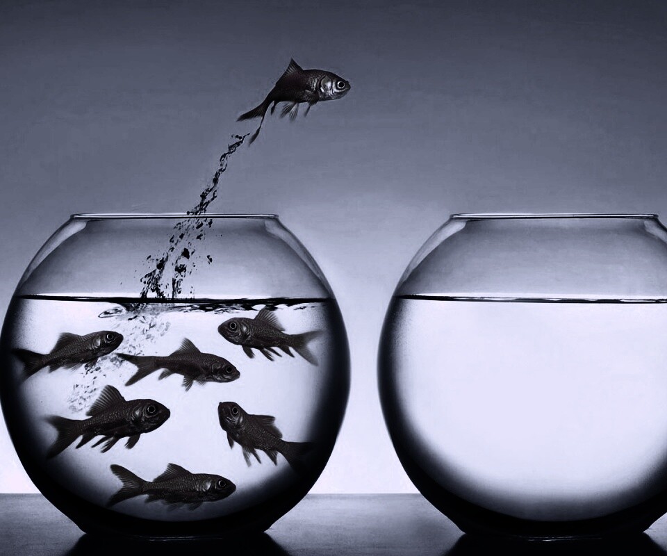 Побег рыбки обои