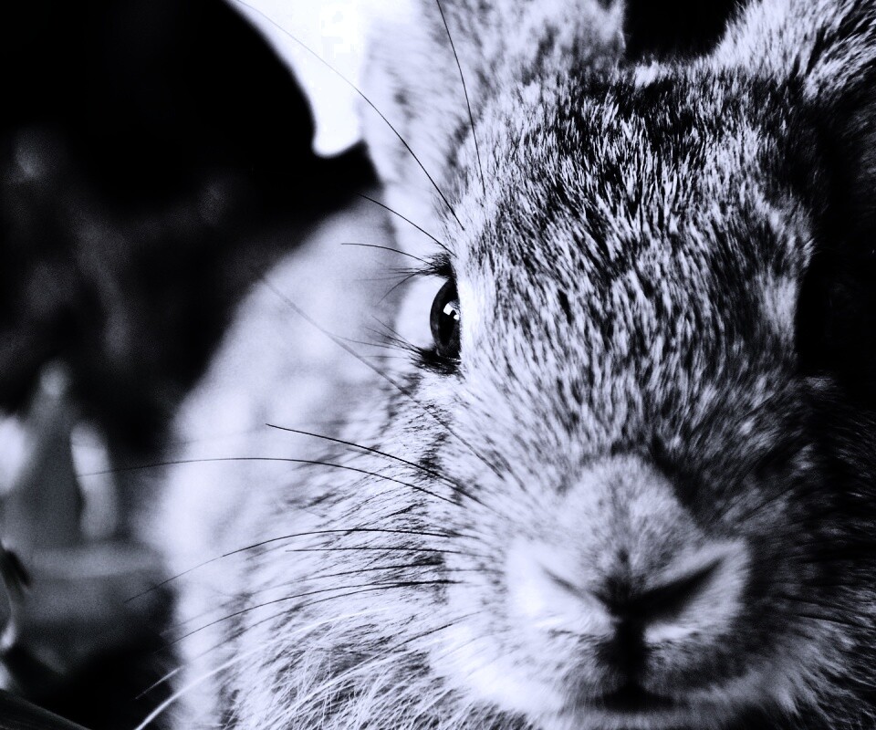 Пухлый кролик обои