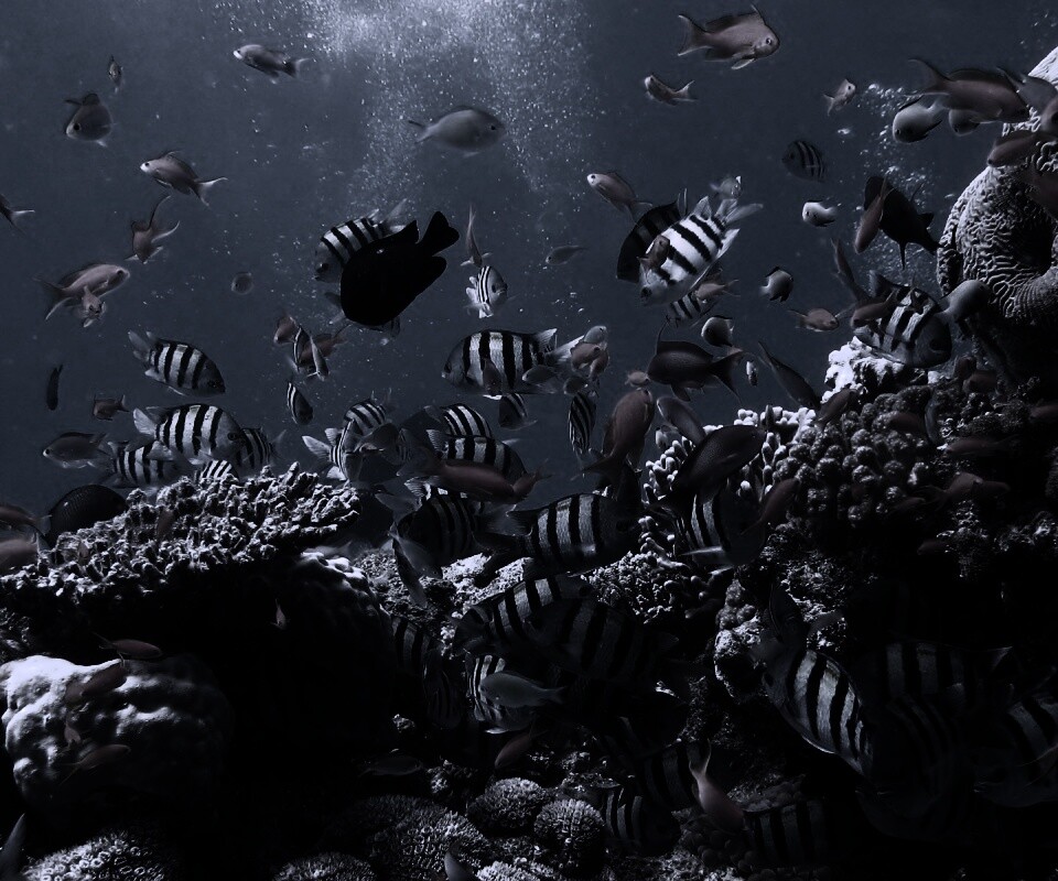 Жизнь в корраловом рифе обои