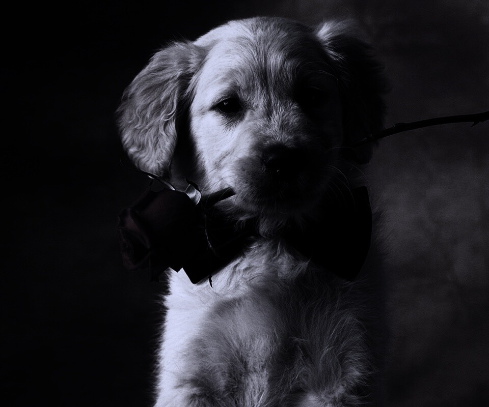 Щенок с розой в зубах обои