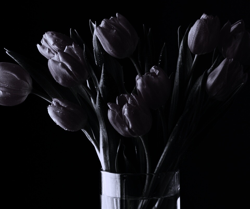 Букет тюльпанов обои