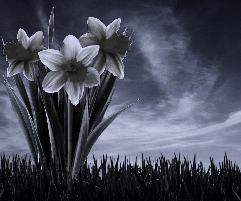 Букет цветов в траве обои