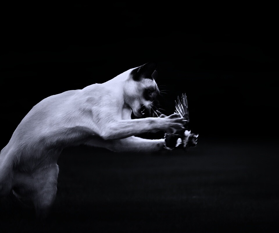 Кошка ловит птичку обои