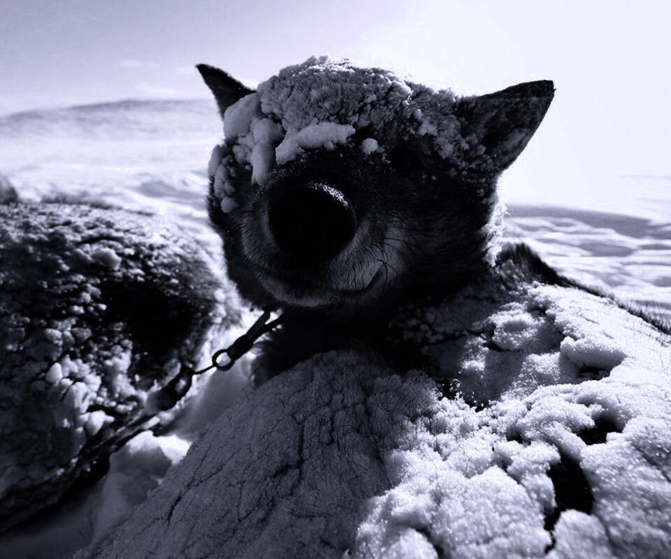 Собачка под снегом обои