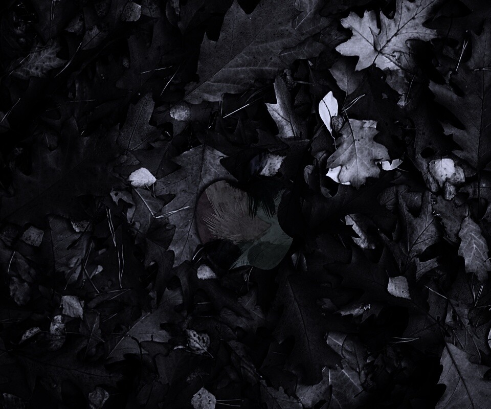 Эпл в сухой листве обои