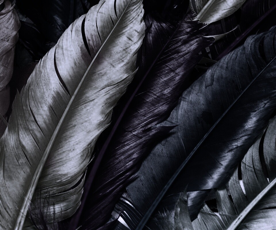 Разноцветные перья обои