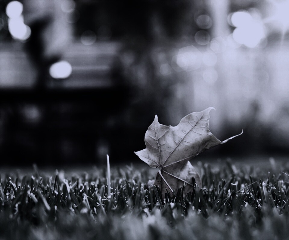 Зеленый лист на траве обои