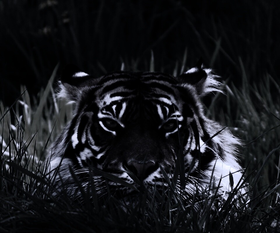 Морда тигра в траве обои