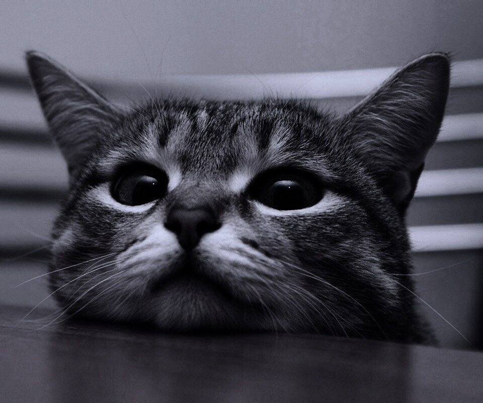 Любопытный котейка обои