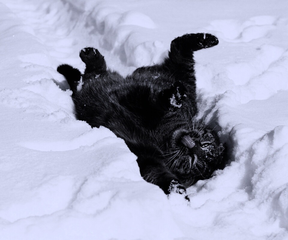 Кот валяется в снегу обои