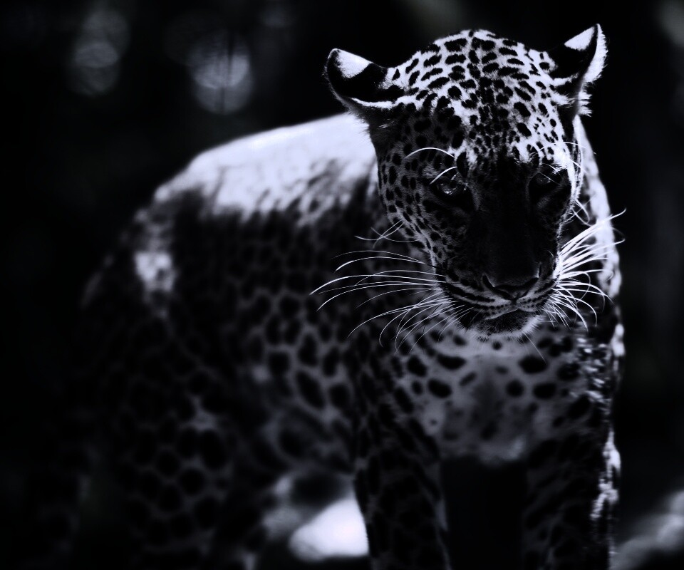 Леопард в сингапурском зоопарке обои