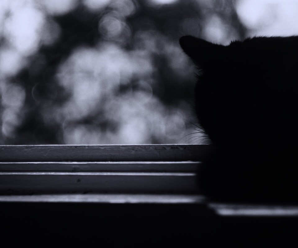 Дремлющий на окне черный кот обои