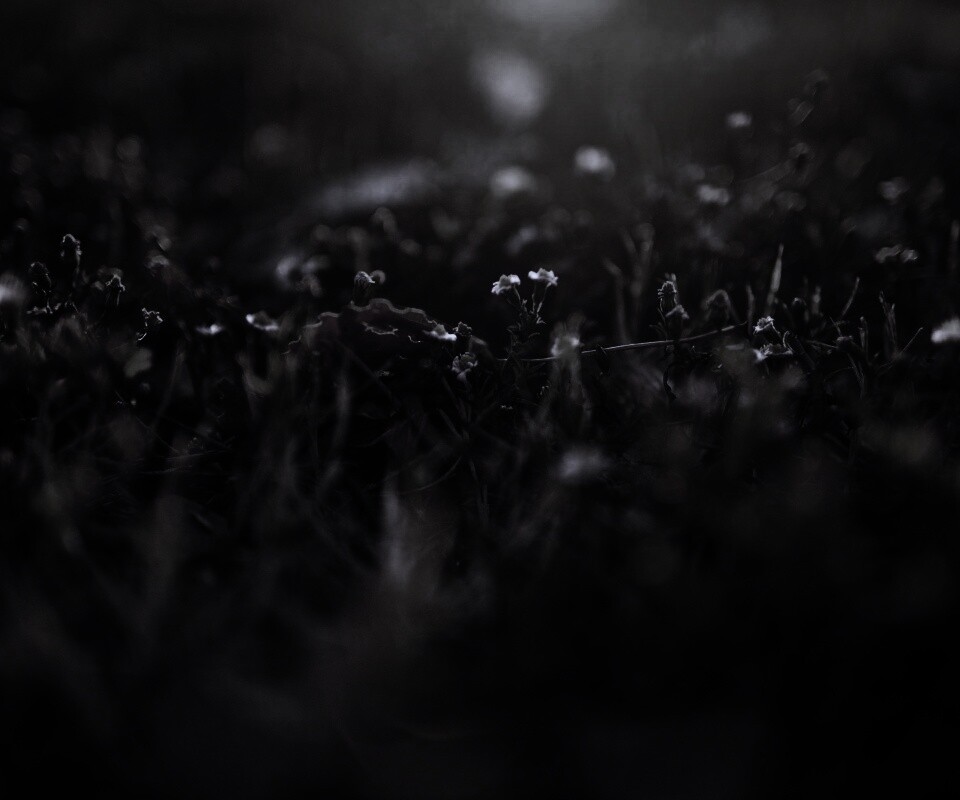 Полевые цветы в закатном солнце обои