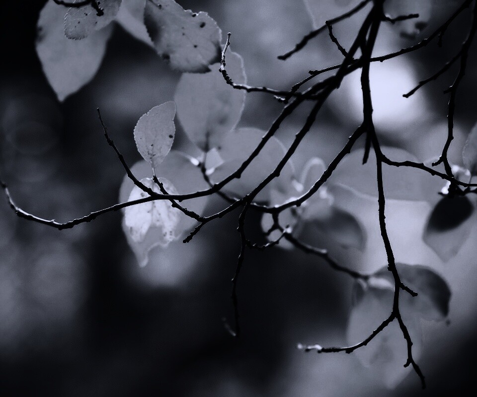 Осенние ветки без листьев обои