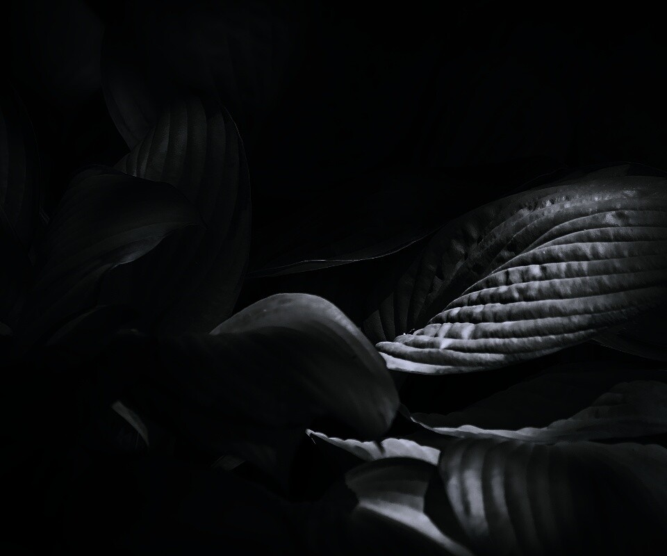 Хитросплетение зеленых листьев обои