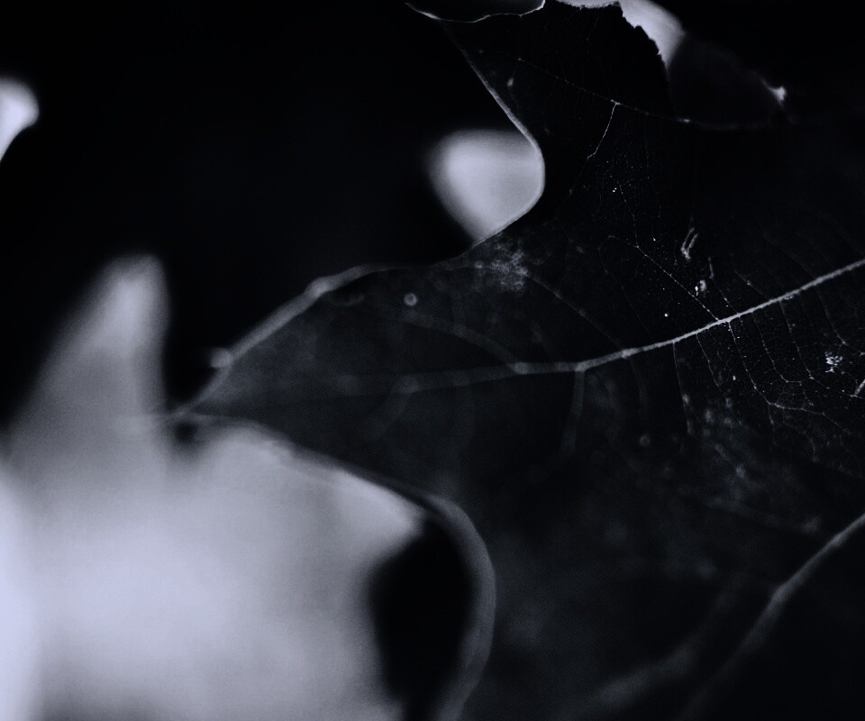 Темно-зеленый лист в макро обои