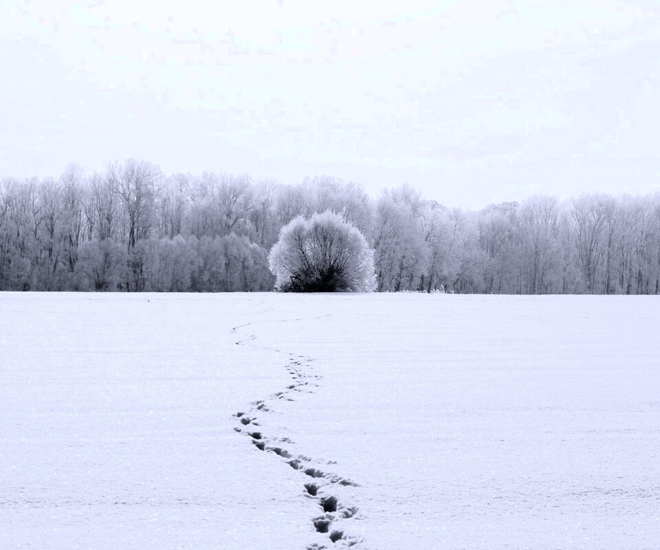 Следы на снегу обои