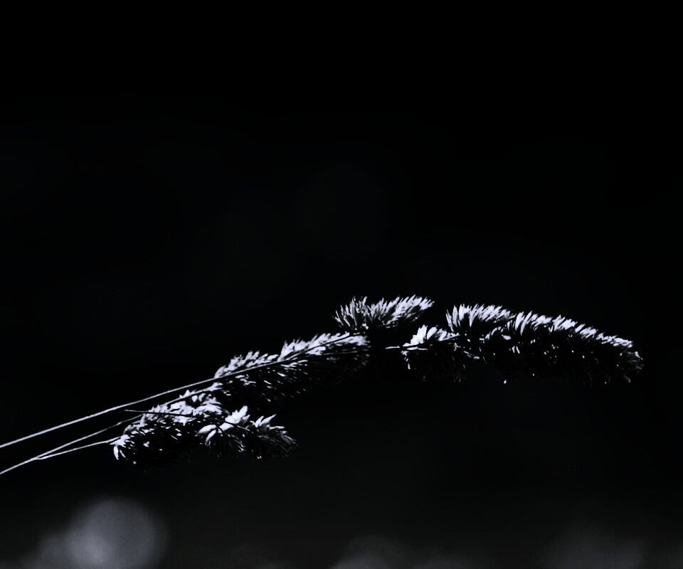 Травинка обои