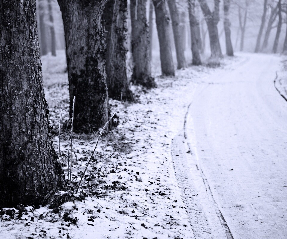 Дорога в зимнем лесу обои