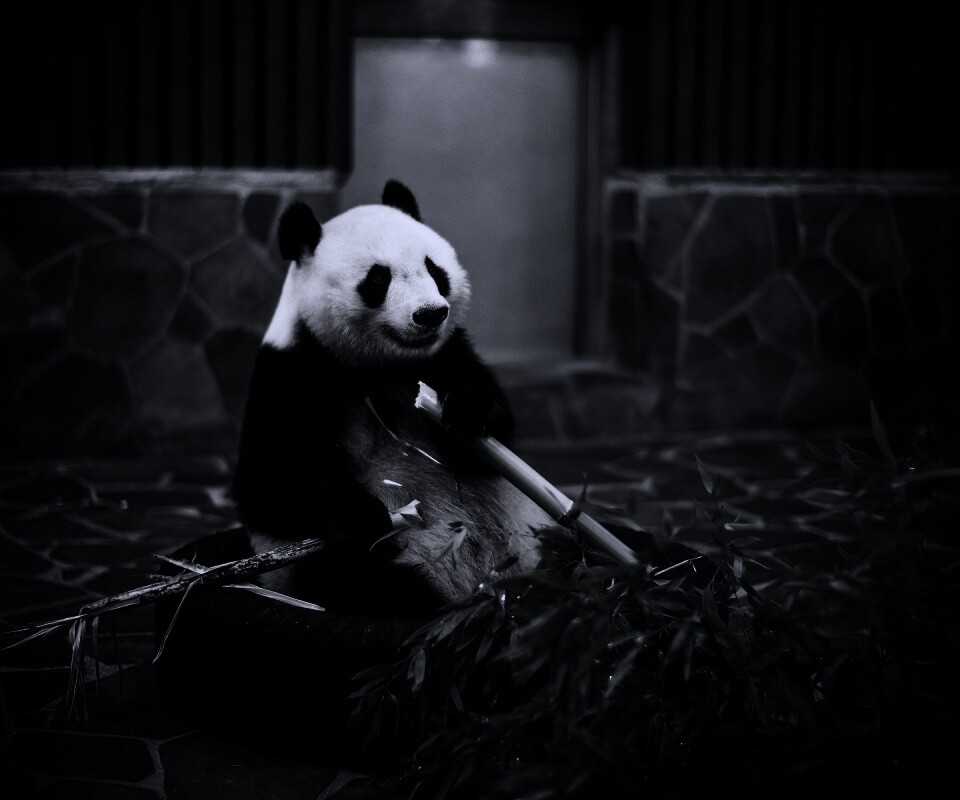 Панда точит бамбук обои