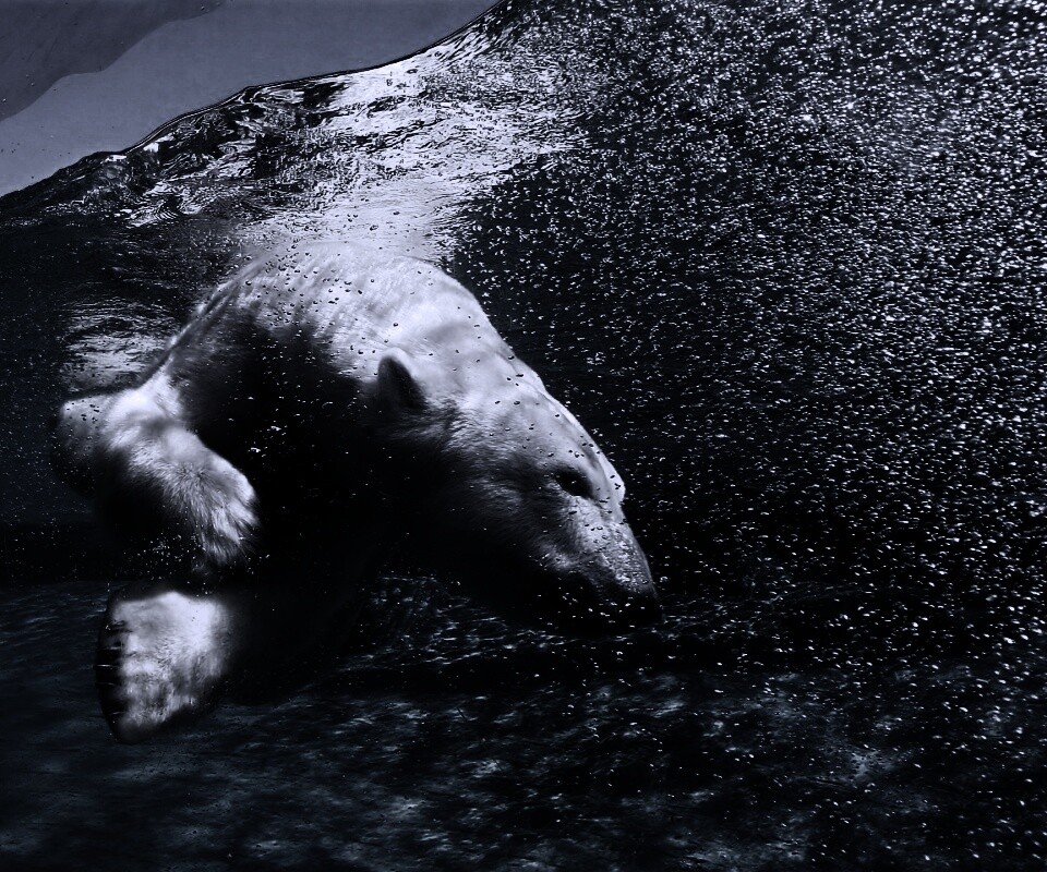 Нырнувший белый медведь обои