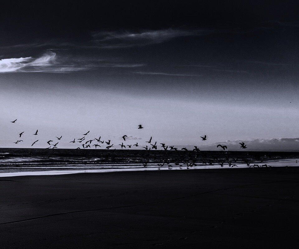 Стая птиц на пляже обои