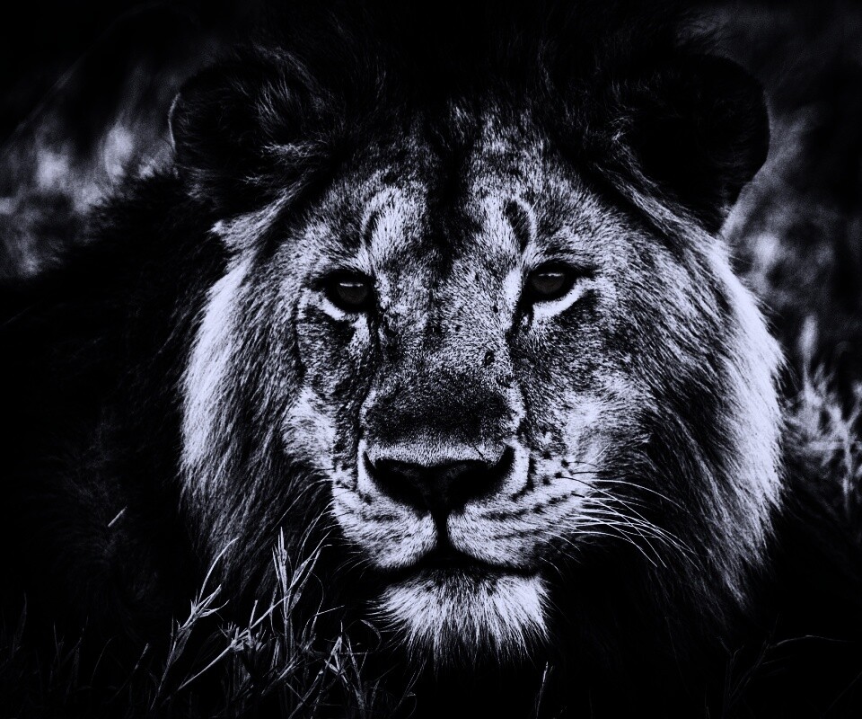 Гордый лев с горящими глазами обои