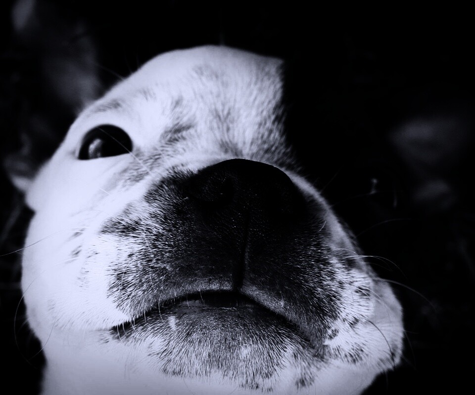 Бостонский терьер обои