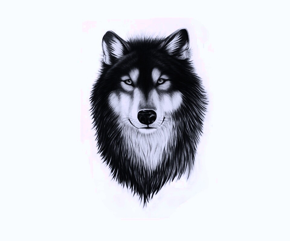 Голова волка обои