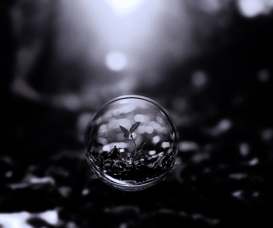 Росток в пузыре обои