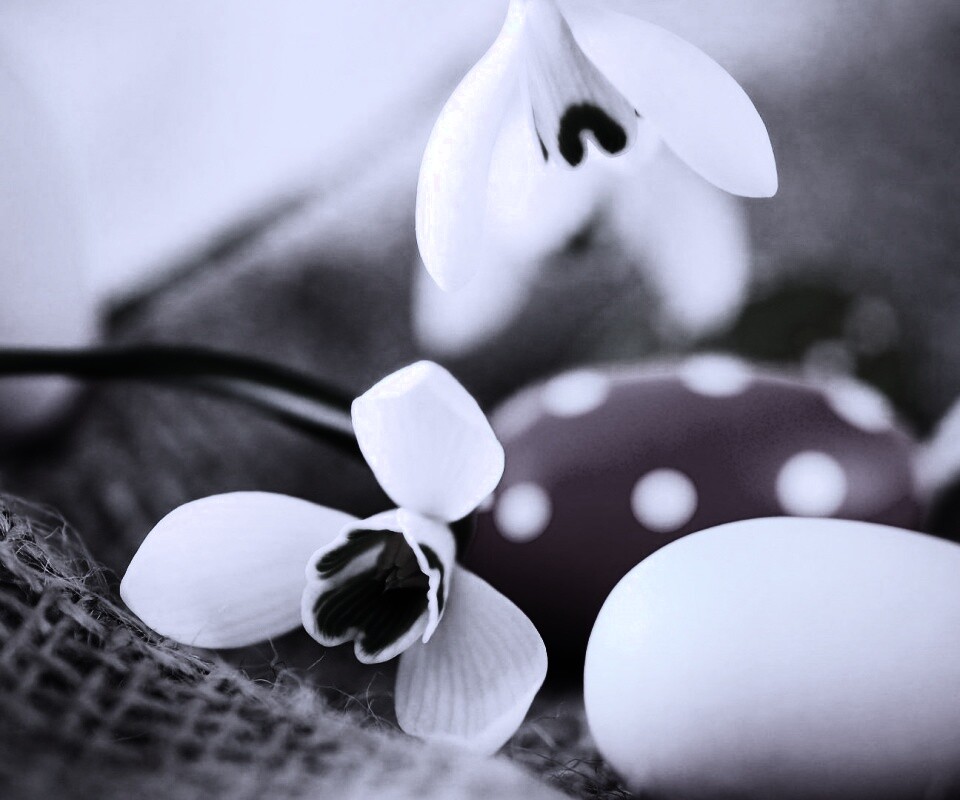 Белый цветок и яйца обои